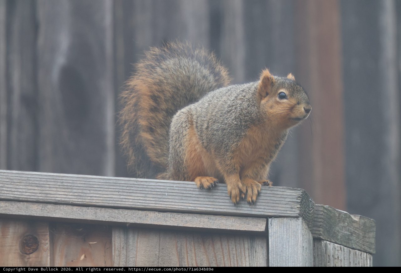 Fox Squirrel Perched on Weathered Wooden Fence