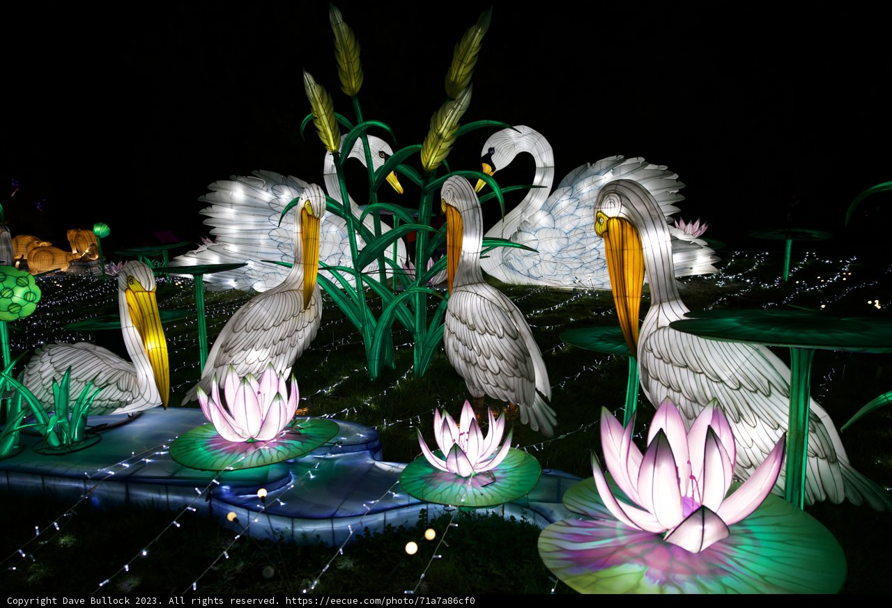 Symphony of Swans and Lilies - Night Edition