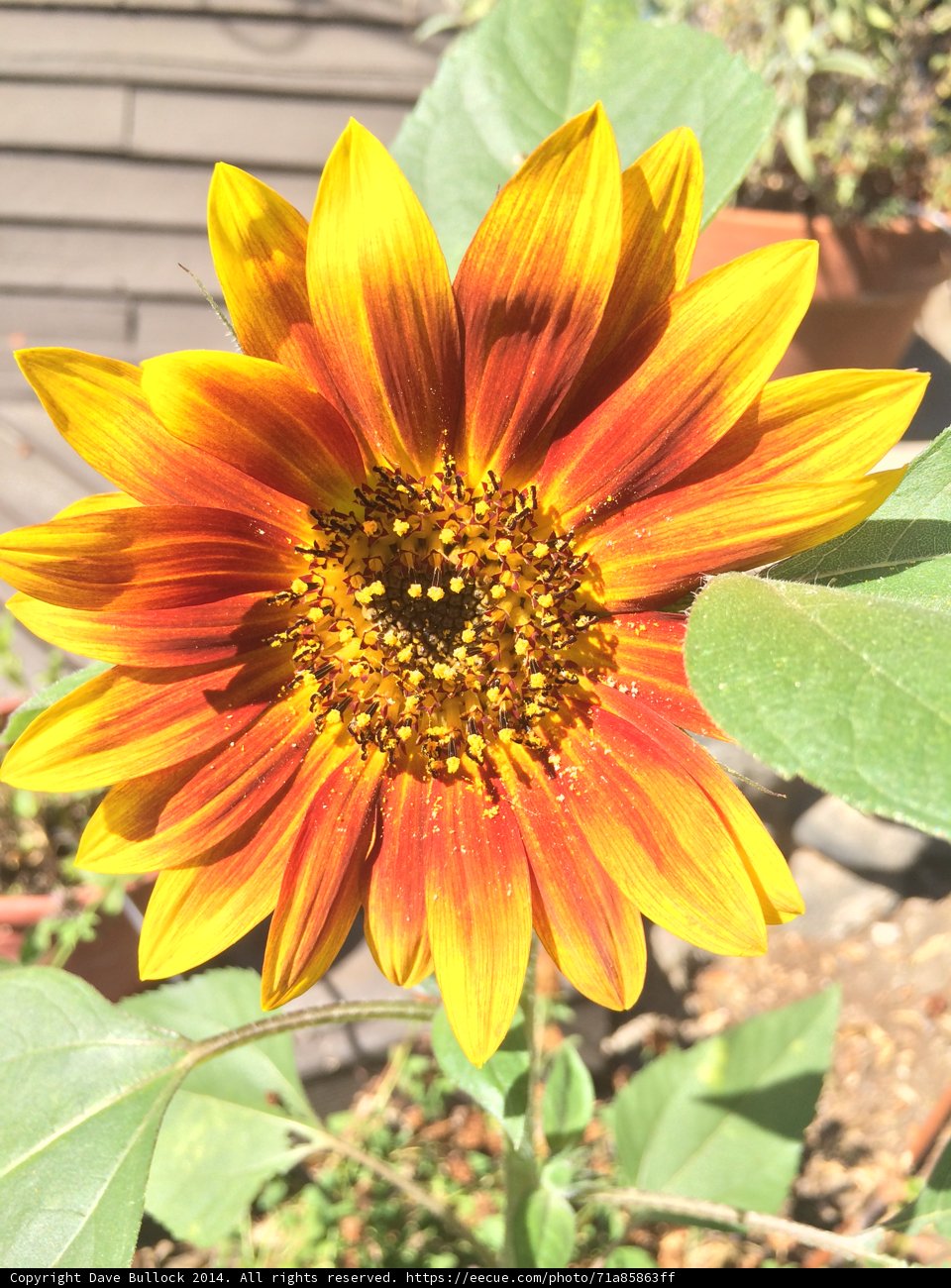 Radiant Sunflower