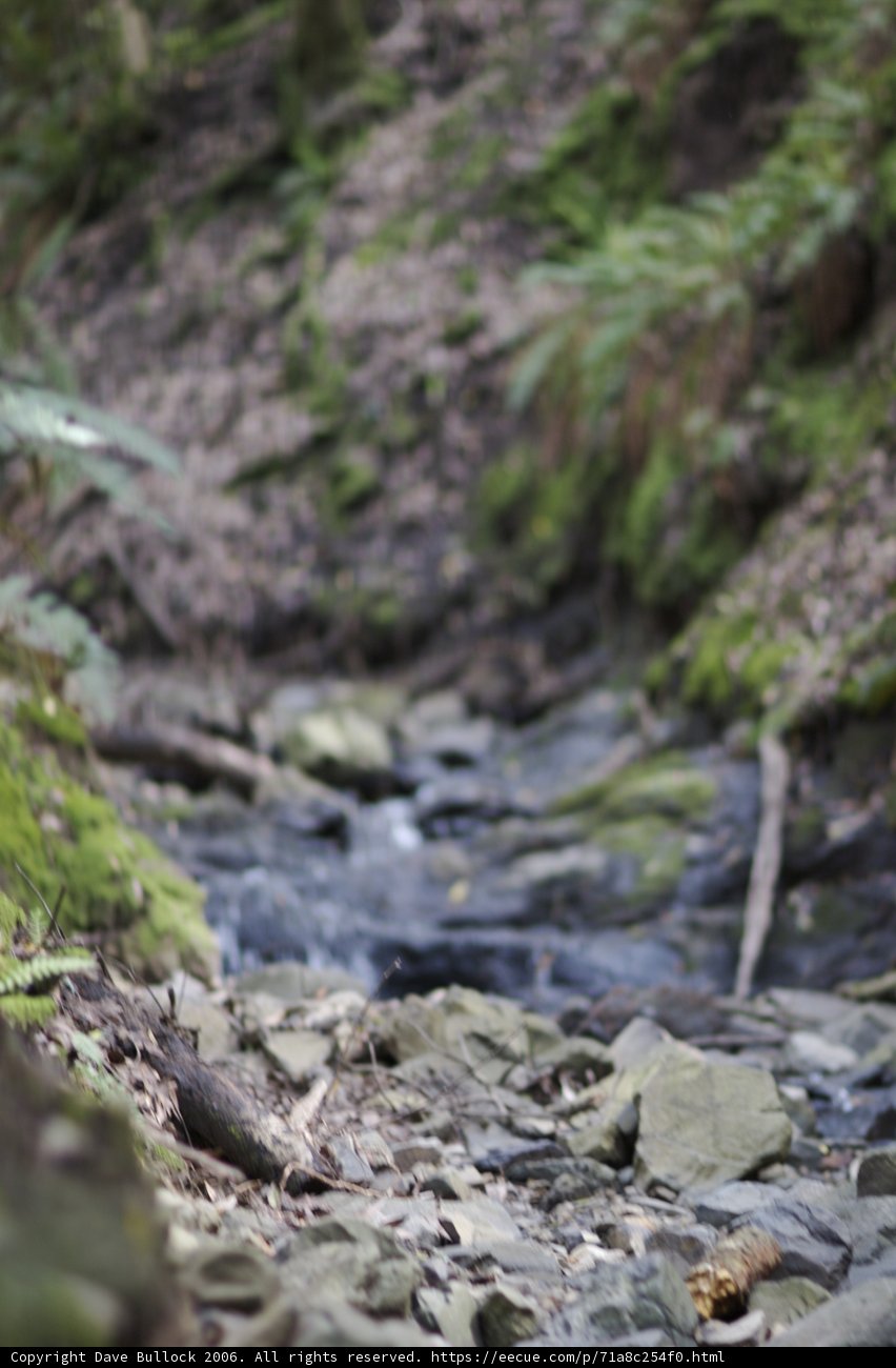 Tranquil Creek in the Forest
