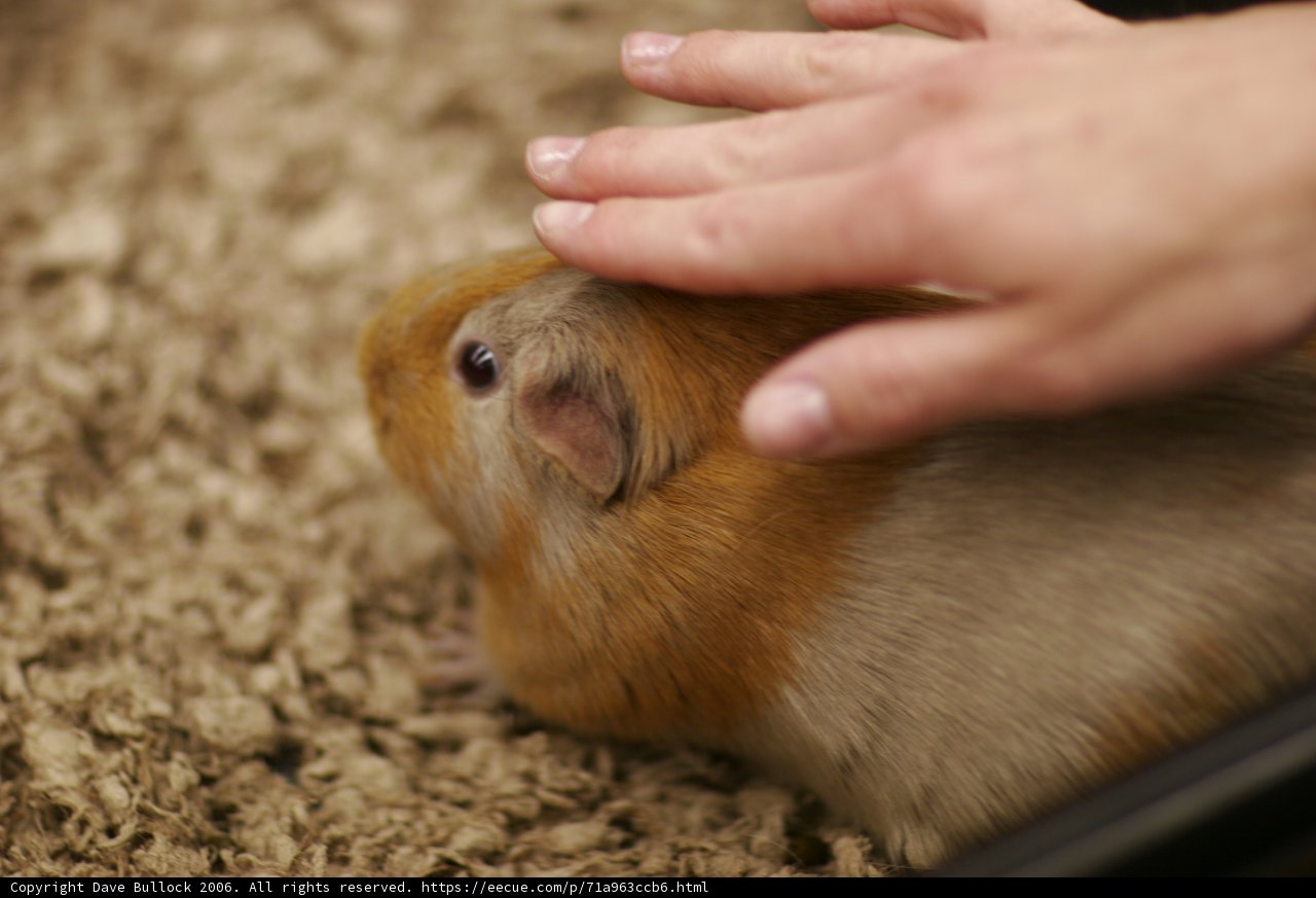 Gentle Touch