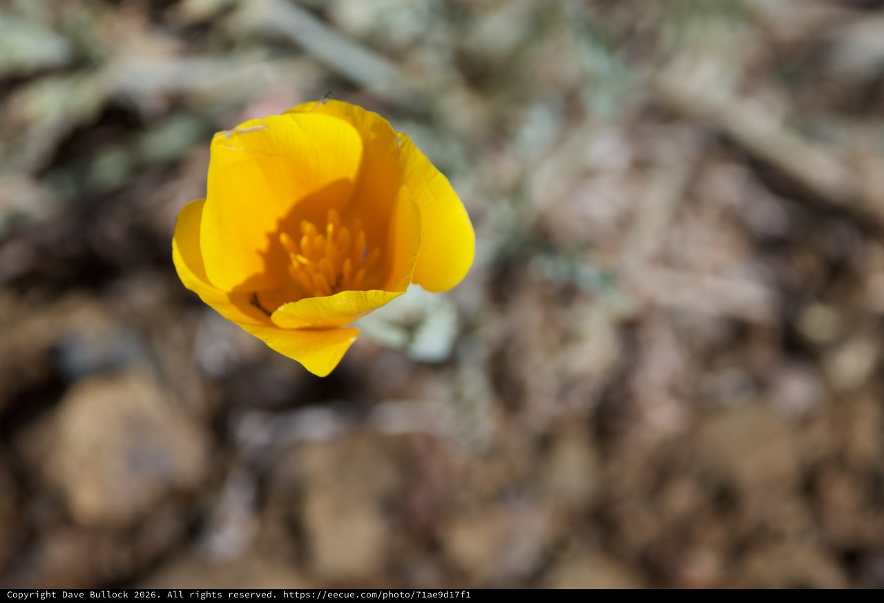Golden Poppy Blooms Against Rocky Desert Floor