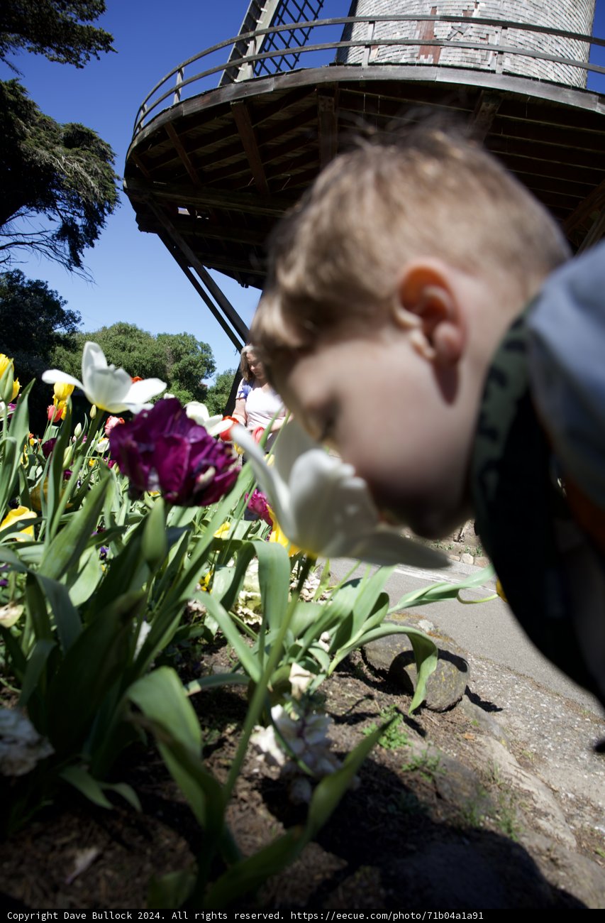 Blossoming Innocence: A Tryst With Nature