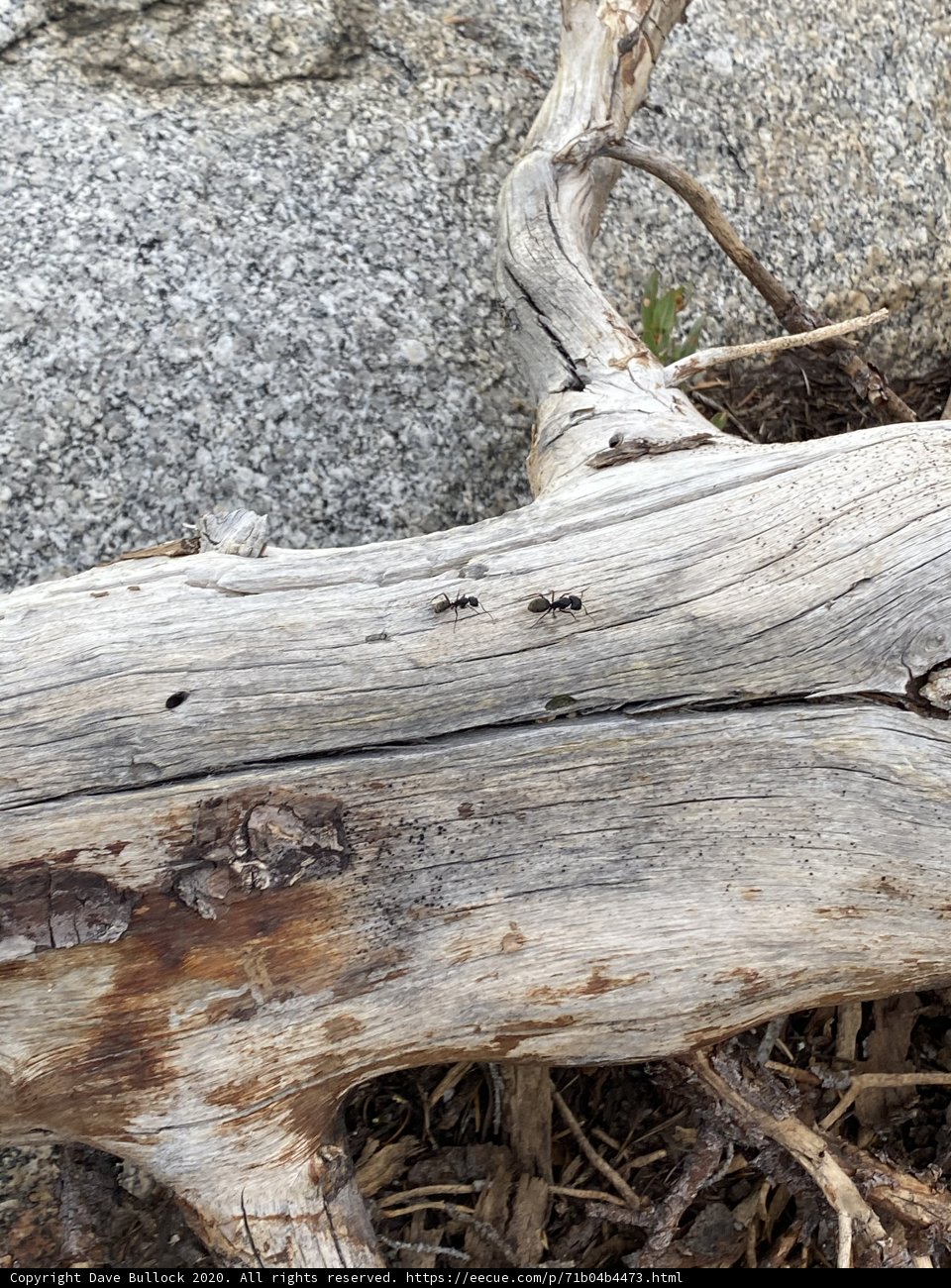Hollowed Wood