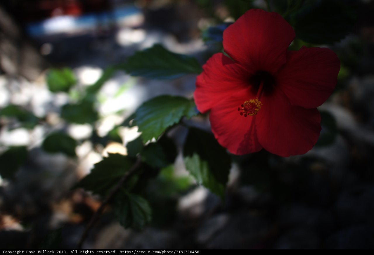 Scarlet Beauty