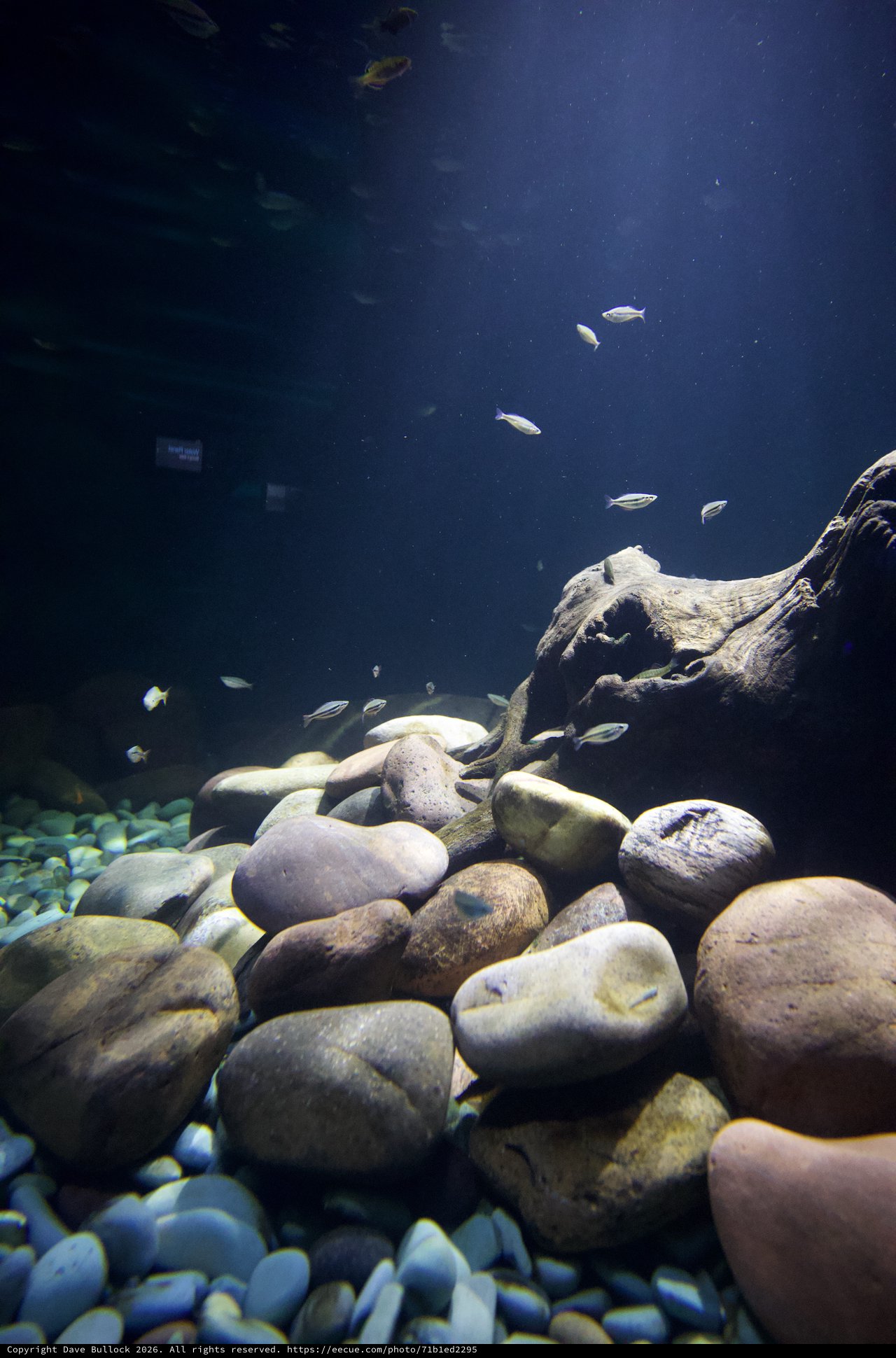 Underwater Freshwater Habitat with River Rocks and Small Fish