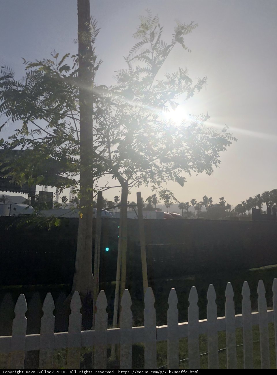 Sunlit Tree Against a Picket Fence