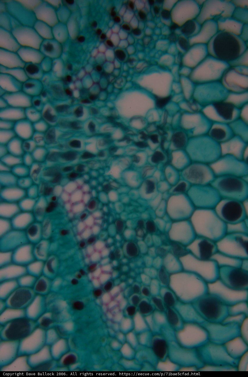 Multifaceted Plant Cells