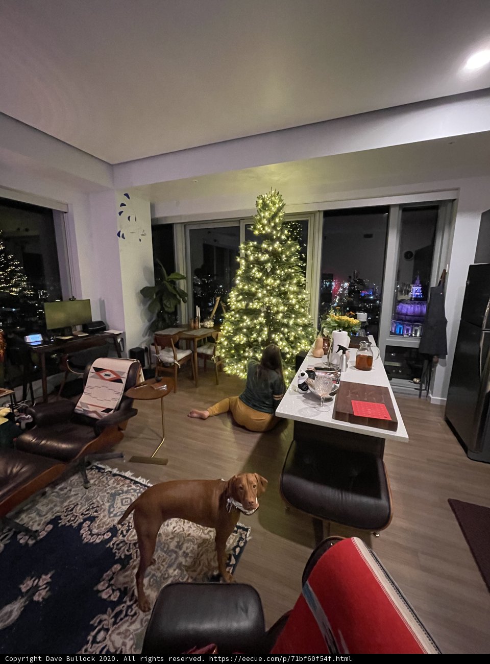 Cozy Living Room Hangout with a Furry Friend