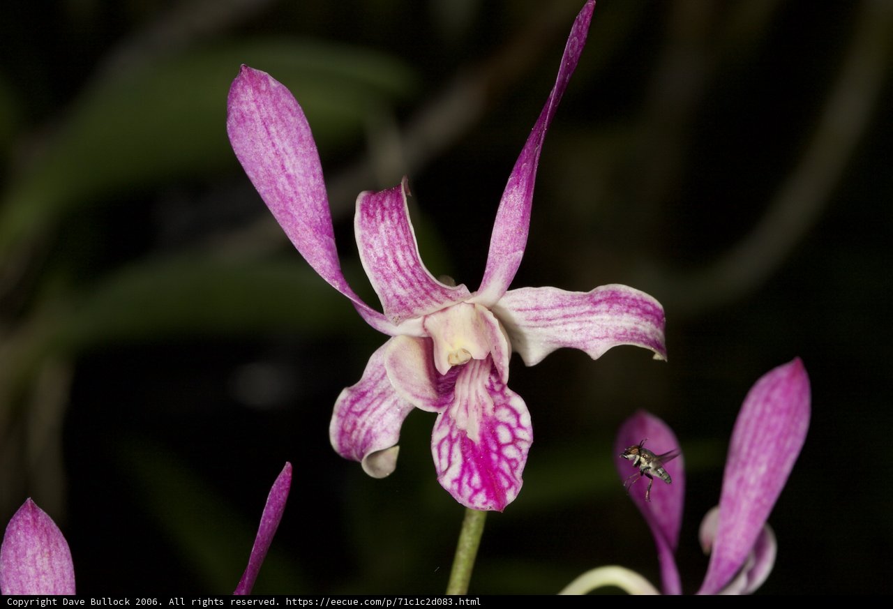 Purple Orchid with Bee