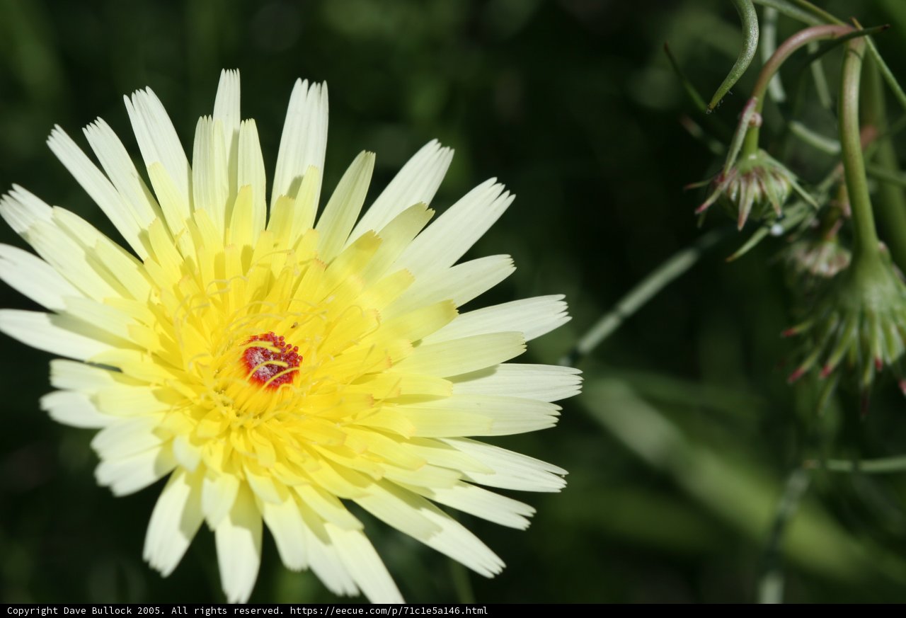 Sunny Daisy in the Field