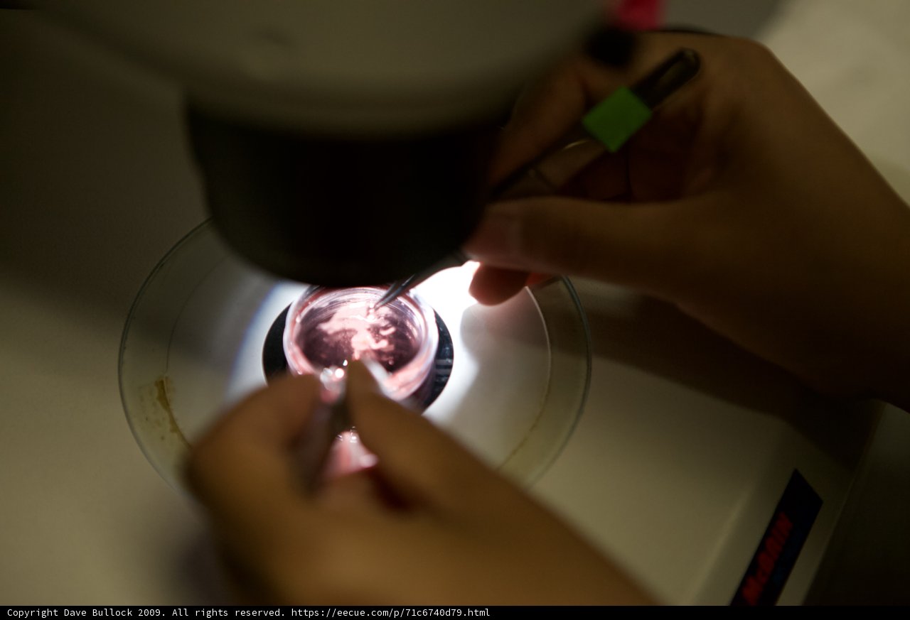 Microscopic Marvels
