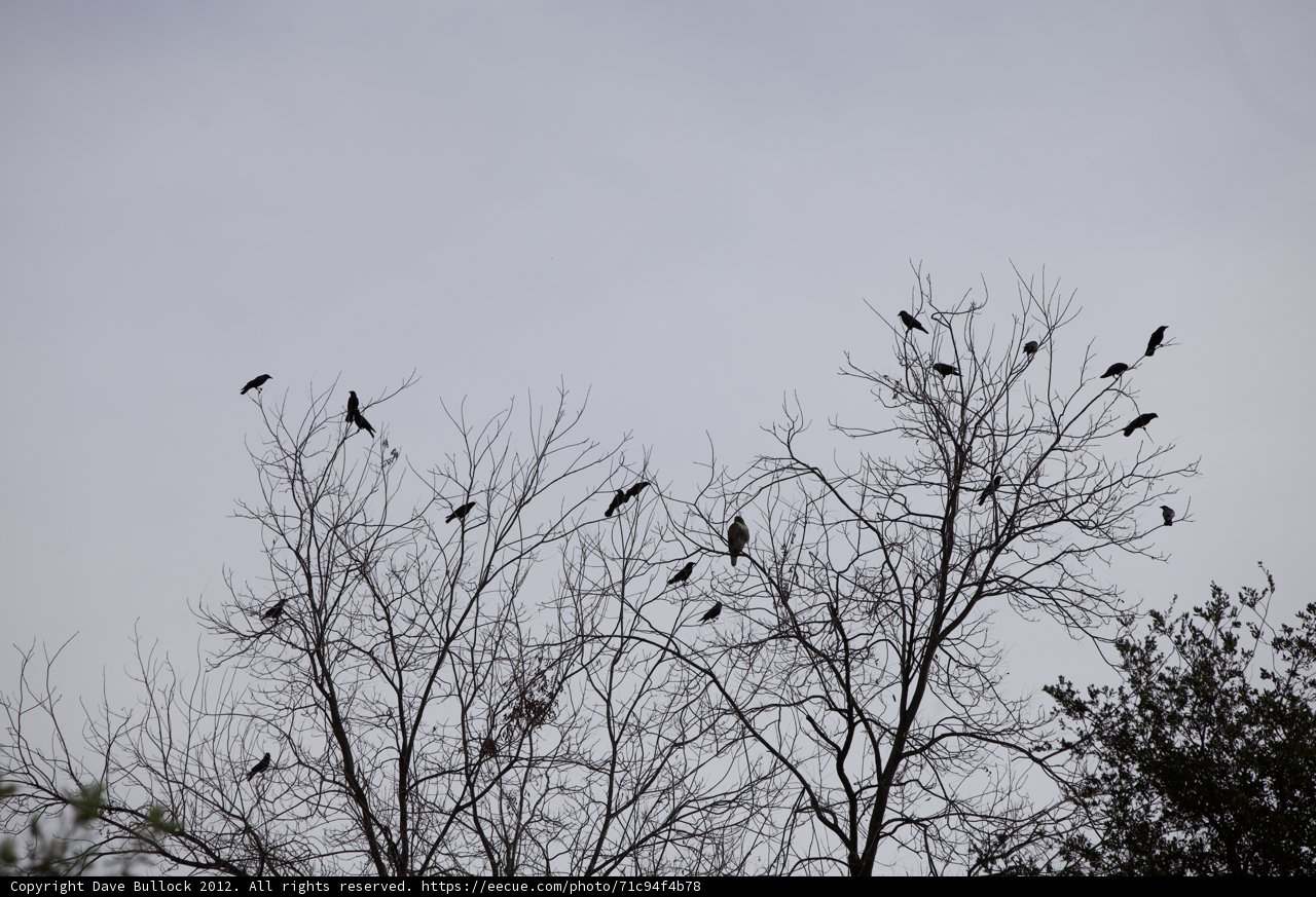 Perched and Waiting
