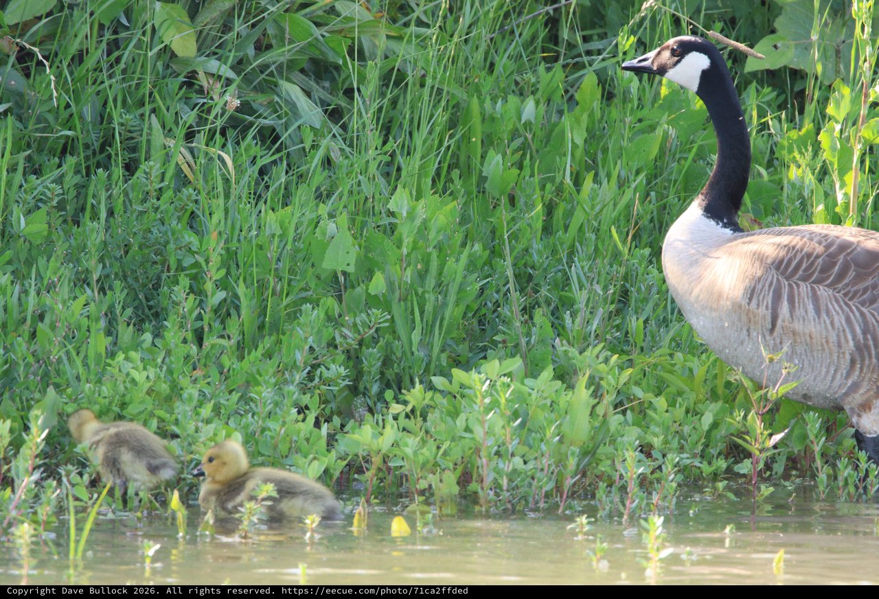 Canada Goose with Goslings at Water's Edge