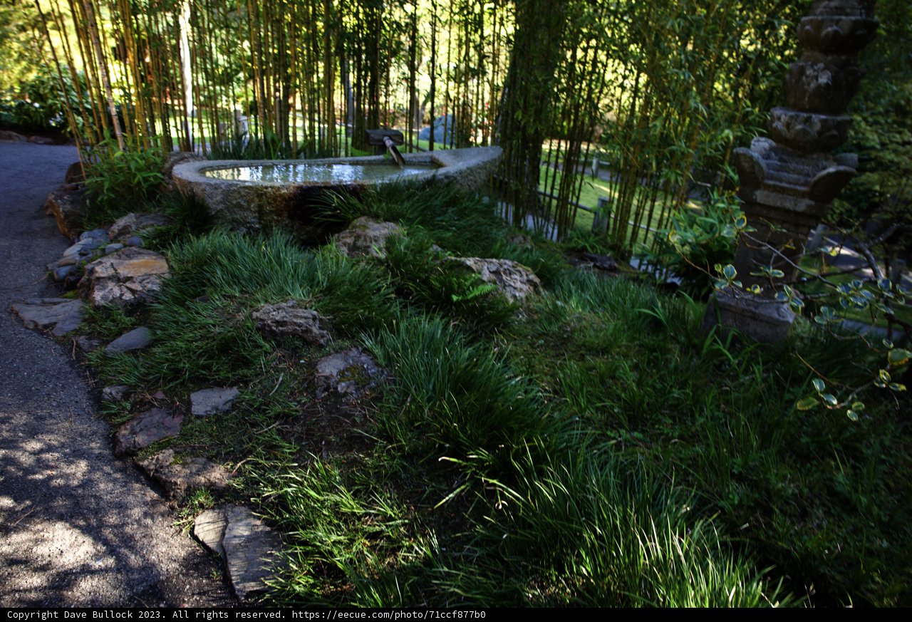 Serenity at the Japanese Tea Garden