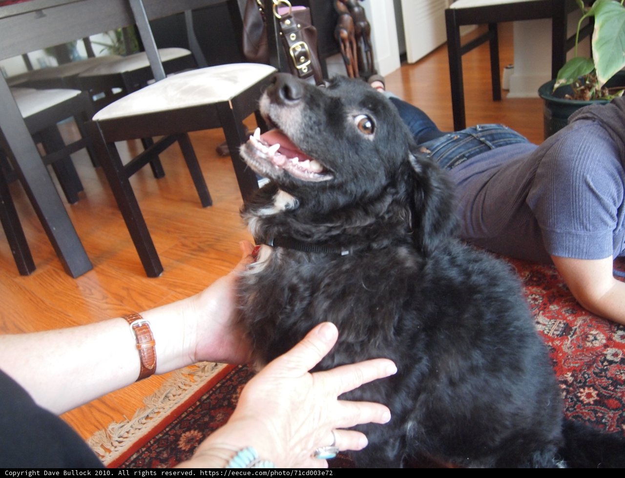 Pup and Person at the Dining Table