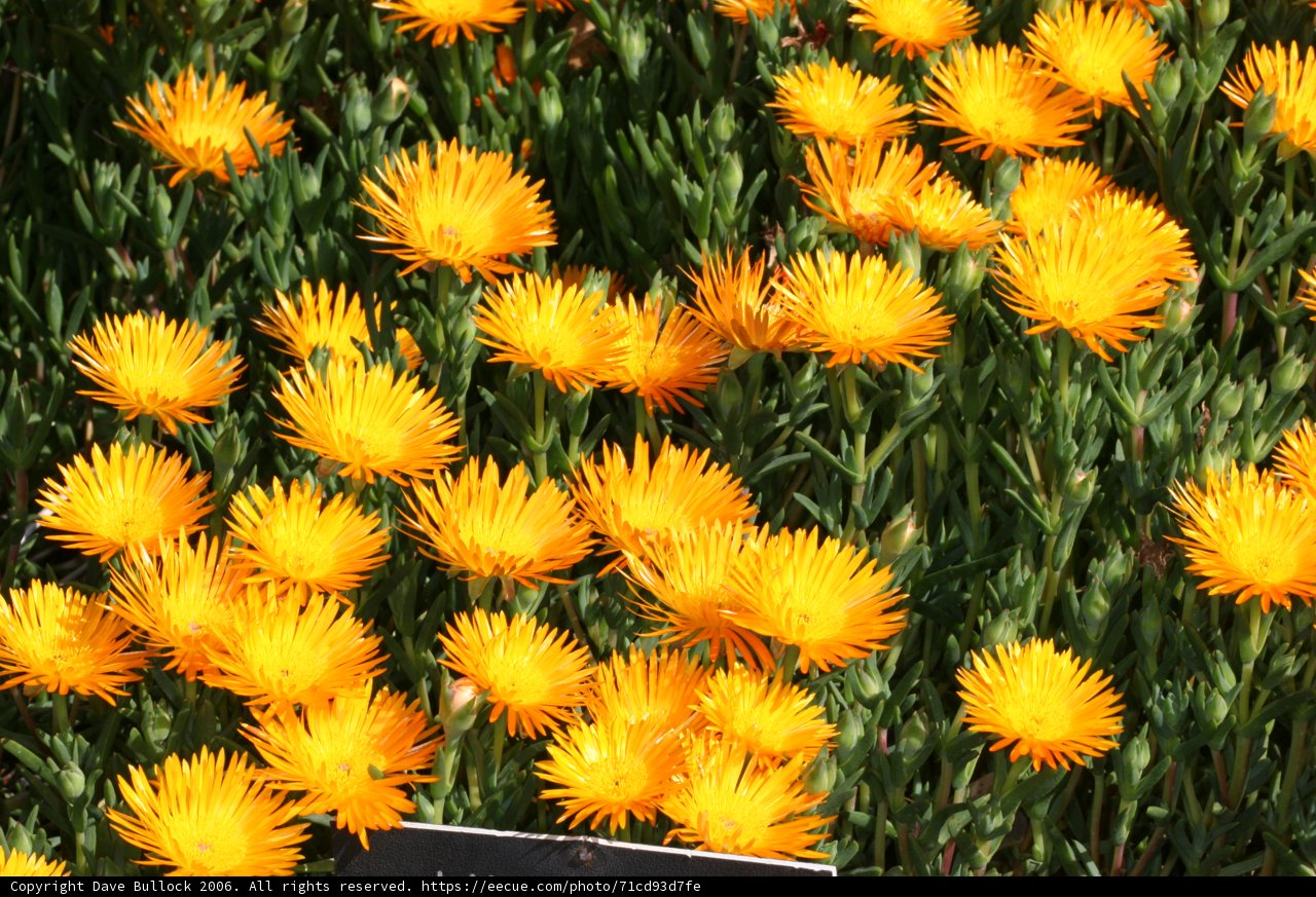 A Bouquet of Sunshine