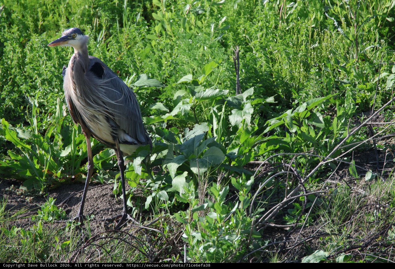 Great Blue Heron Standing Among Lush Wetland Vegetation