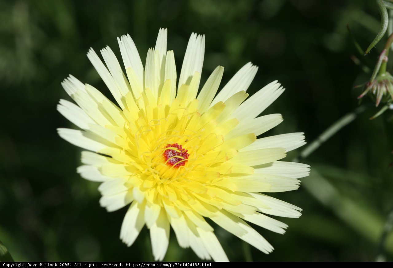 Sunny Daisy Delight