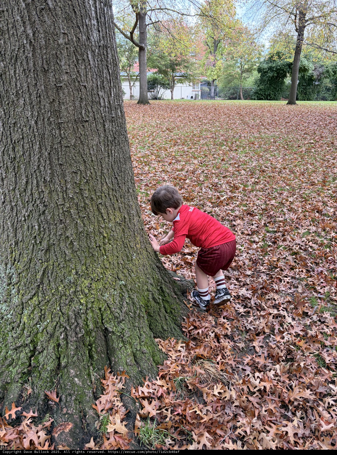 Child Exploring Tree Trunk in Autumn Park