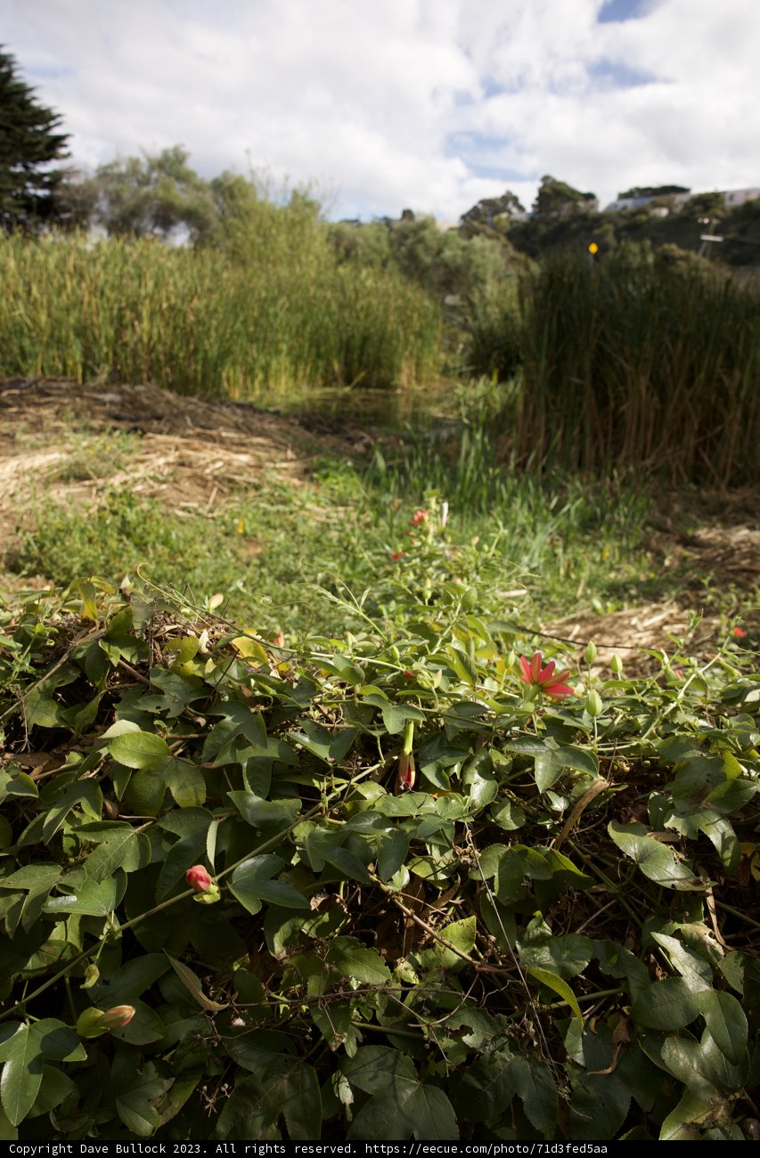 Embracing Nature's Diversity in San Francisco