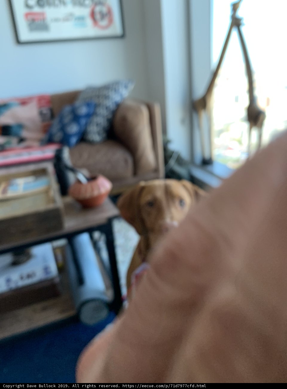 Blurry Canine in a Cozy Living Room