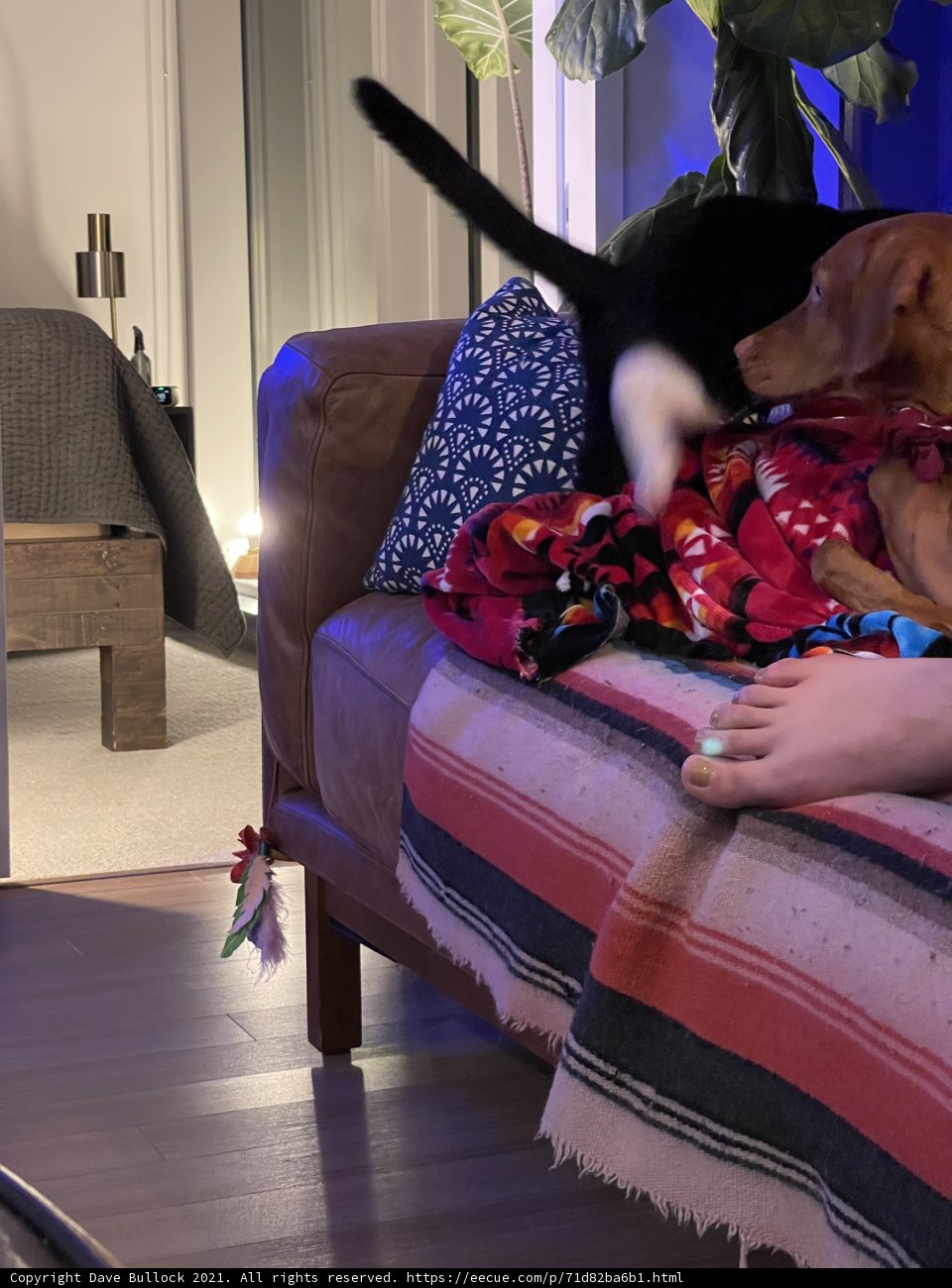 Cozy afternoon with furry friends