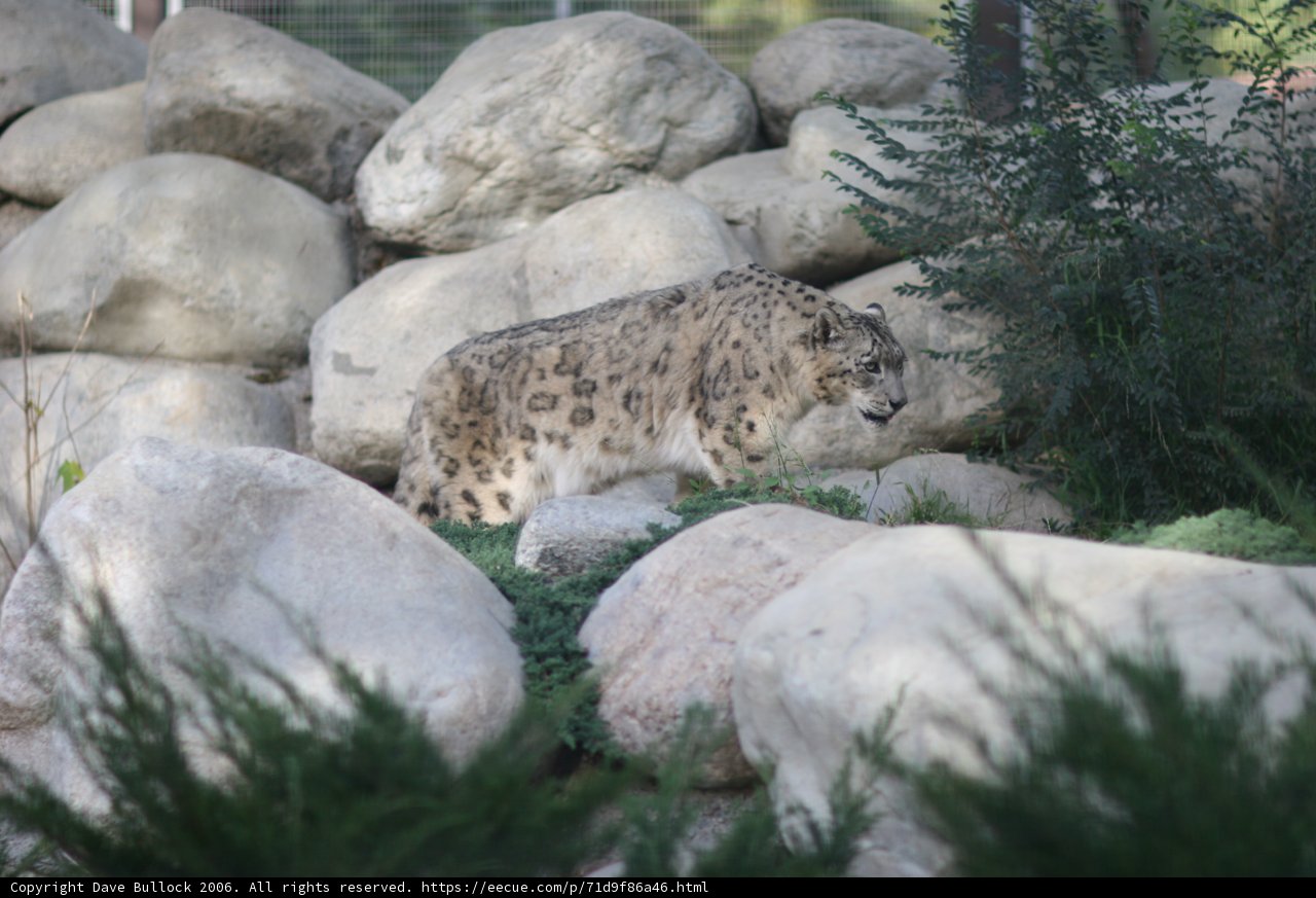 Majestic Snow Leopard Roaming through the Rocks