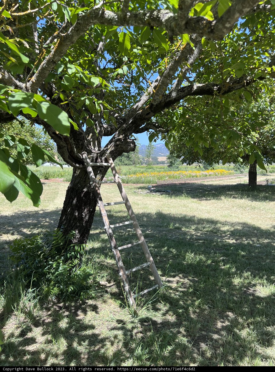 Ascending Nature: A Journey into Regenerative Gardening