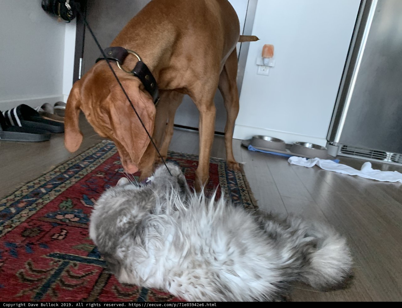 Flooring Fun with Furry Friends
