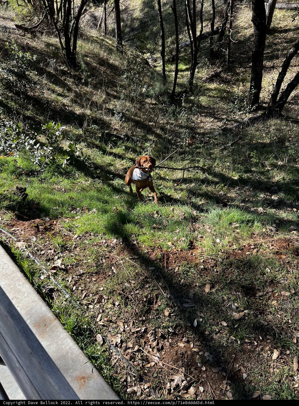 Running Wild in Sierra National Forest