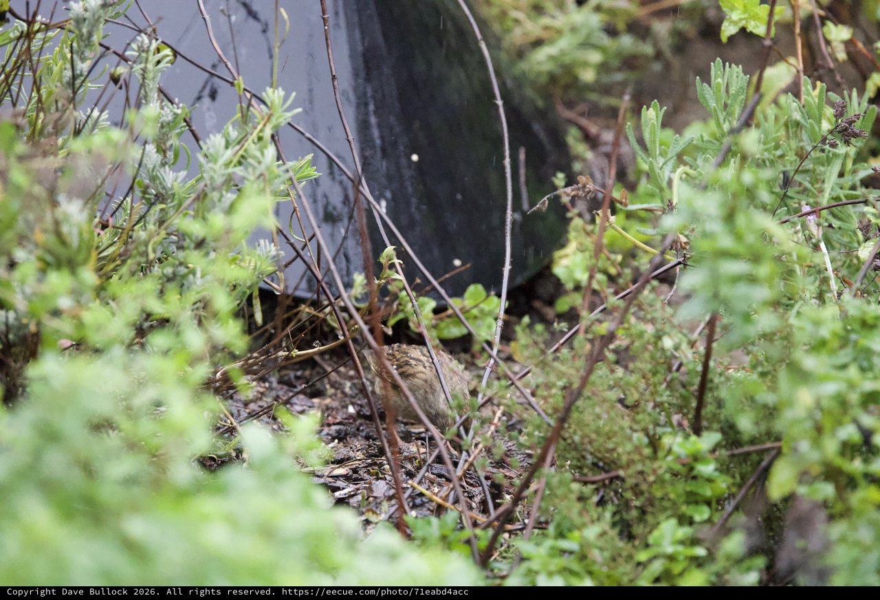 Camouflaged Bird Among Green Shrubs and Twigs