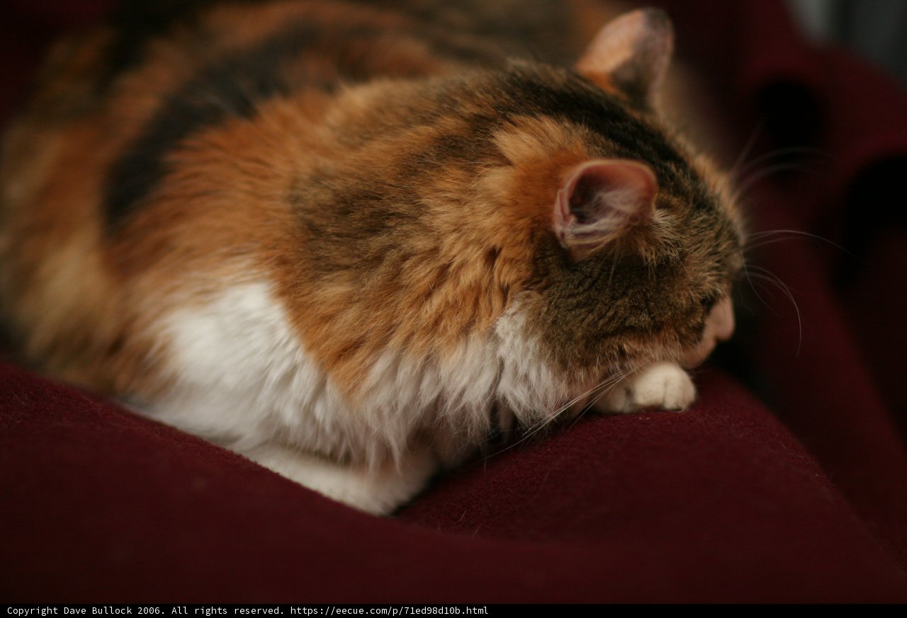 Feline Comfort