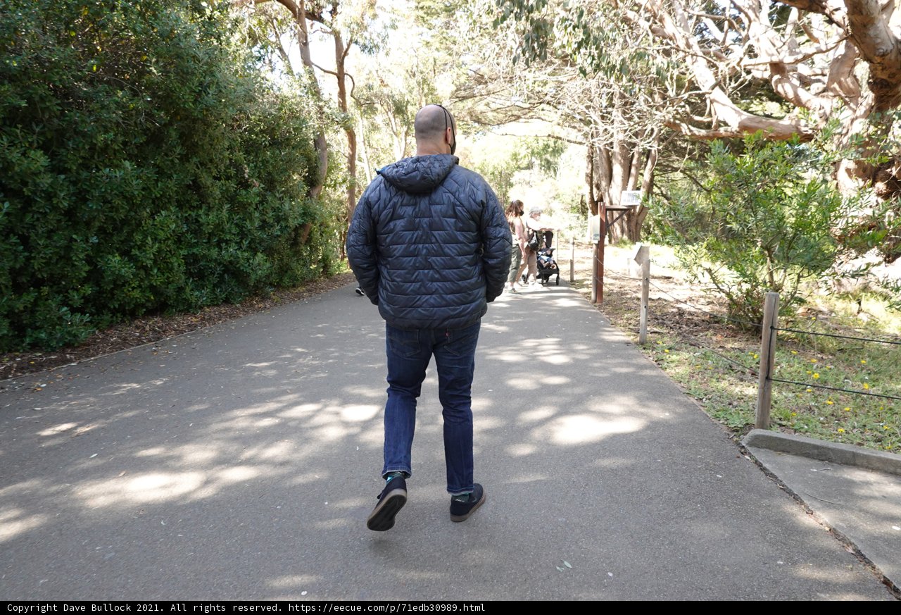 Walking Down the Woodland Path