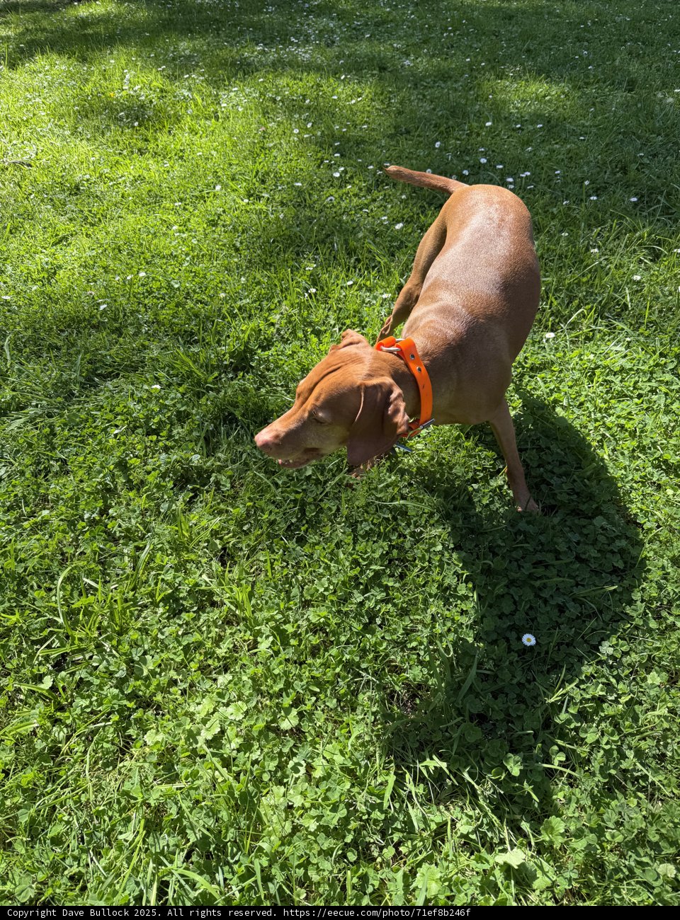 Joyful Paws on Green Pastures