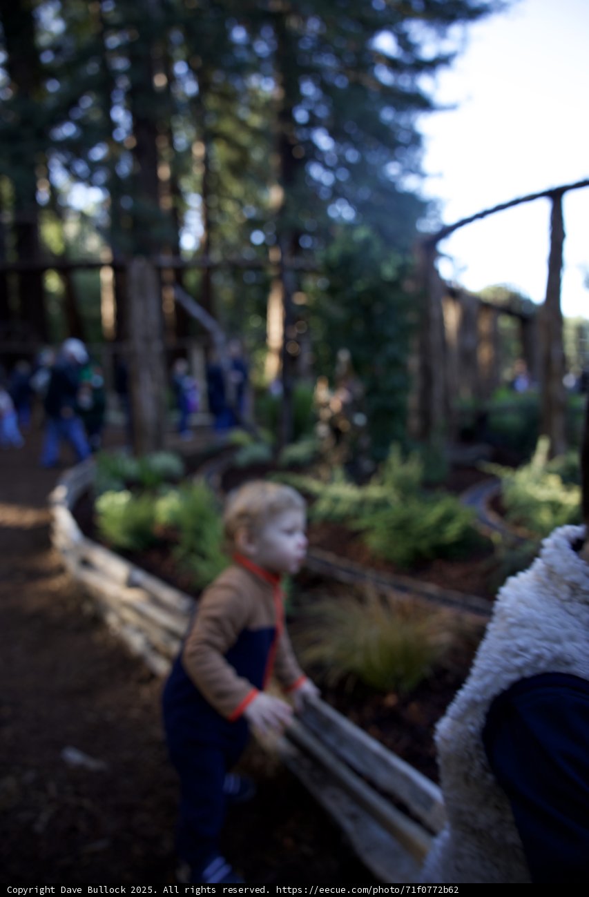 Woodland Wonder at Thistlewyck