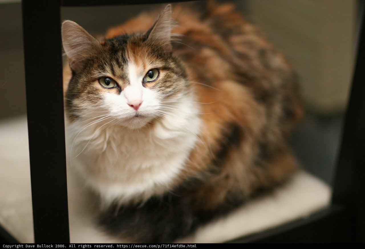 The Regal Manx