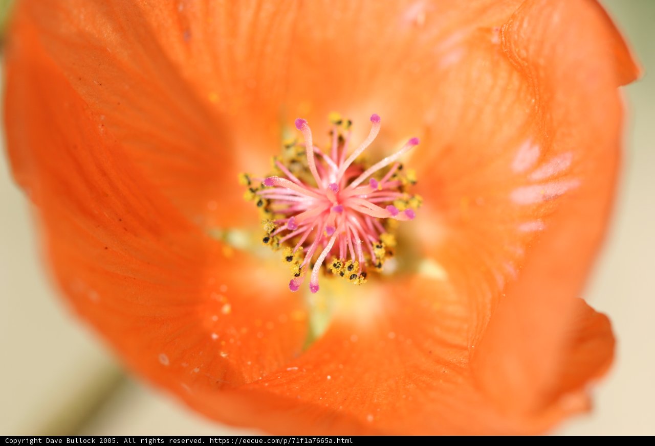 Vibrant Orange Flower