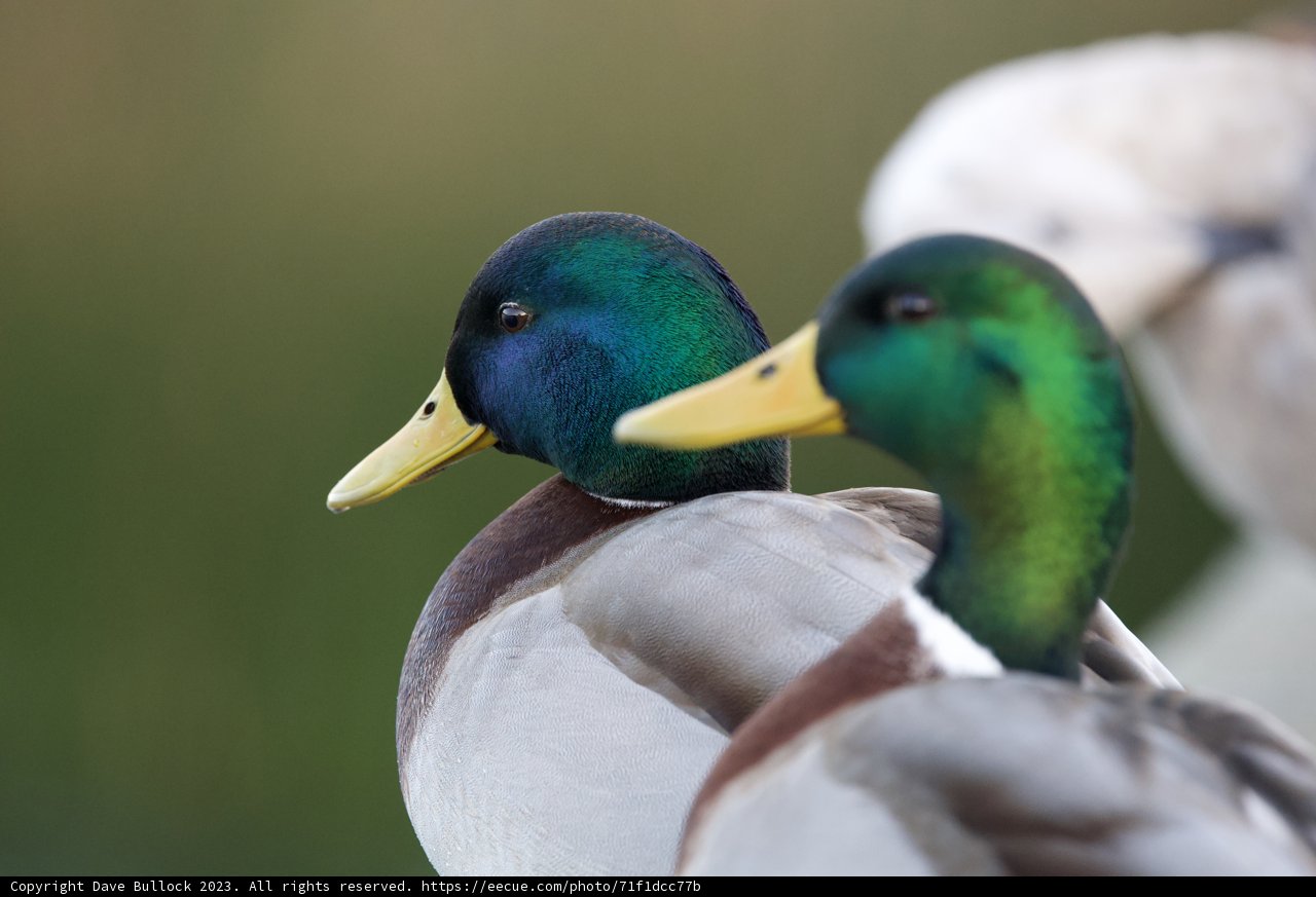 Duet of Ducks at Dusk