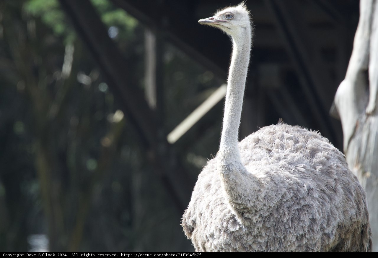 Majestic Ostrich at SF Zoo
