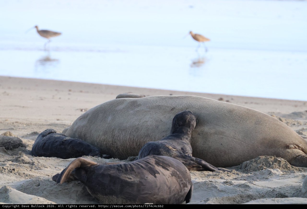 Elephant Seal Family Resting on Drakes Beach
