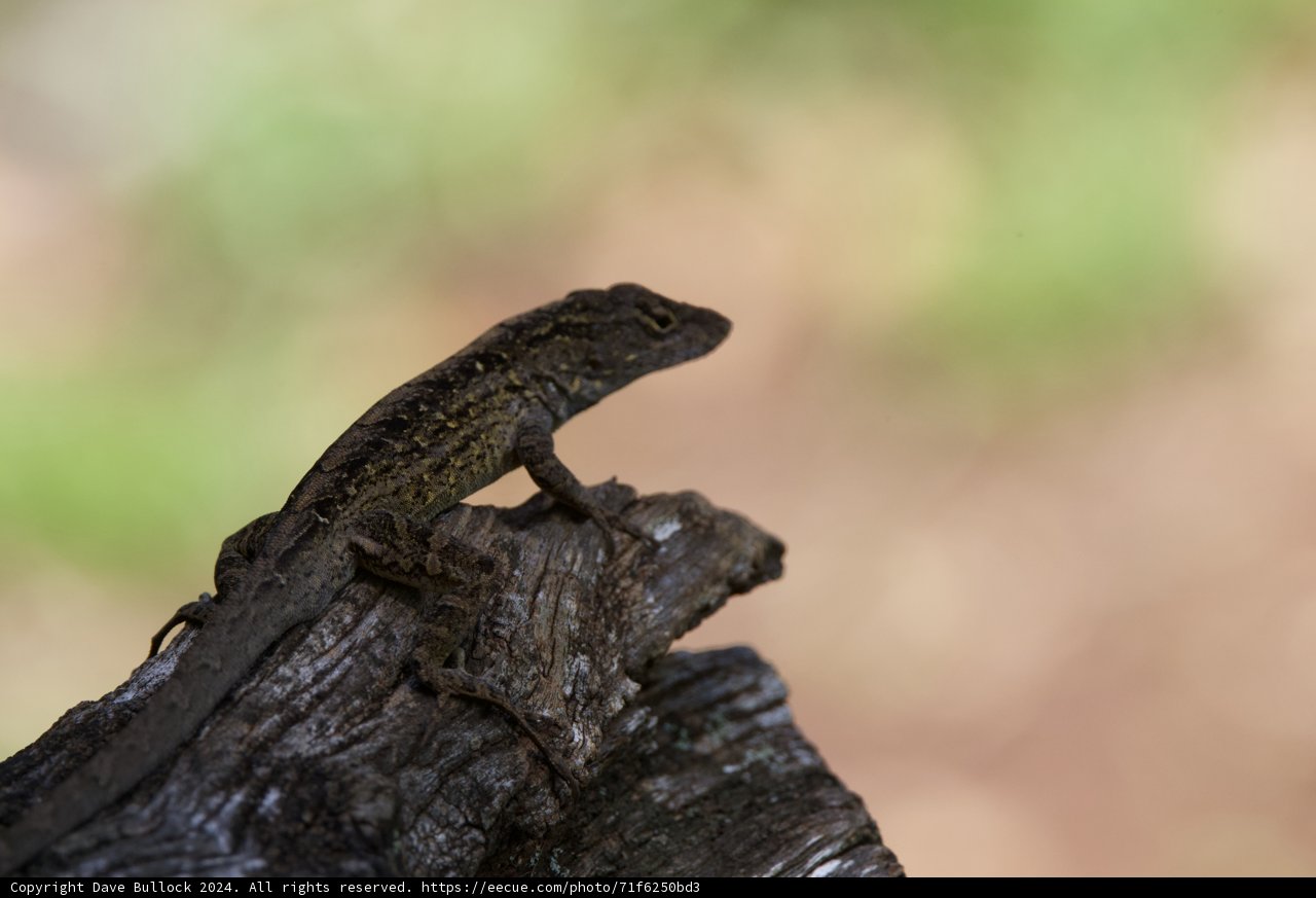 Stealthy Observer: A Gecko at Honolulu Zoo