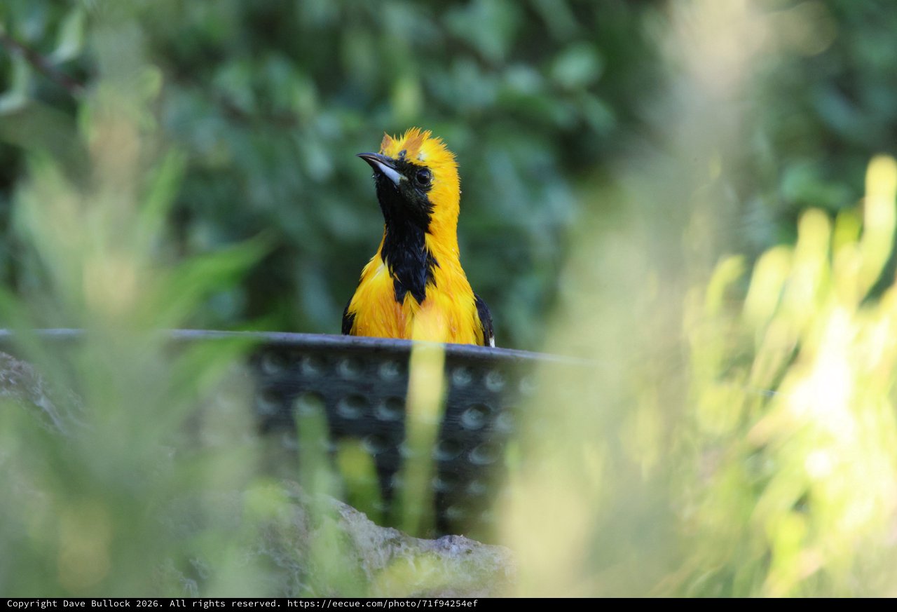 Hooded Oriole Perched Behind Foliage in Natural Habitat