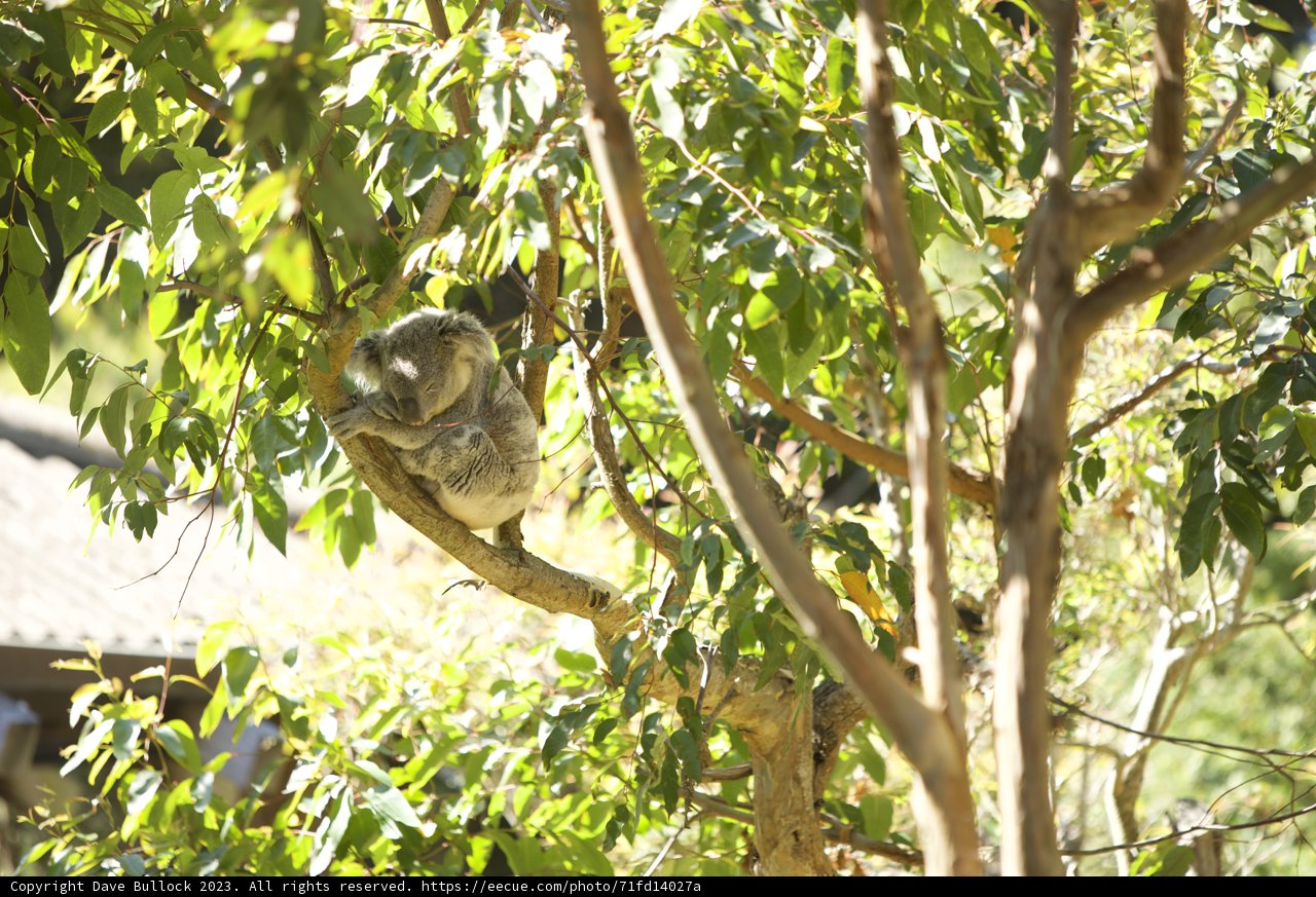 Dozing Off Down Under in San Francisco