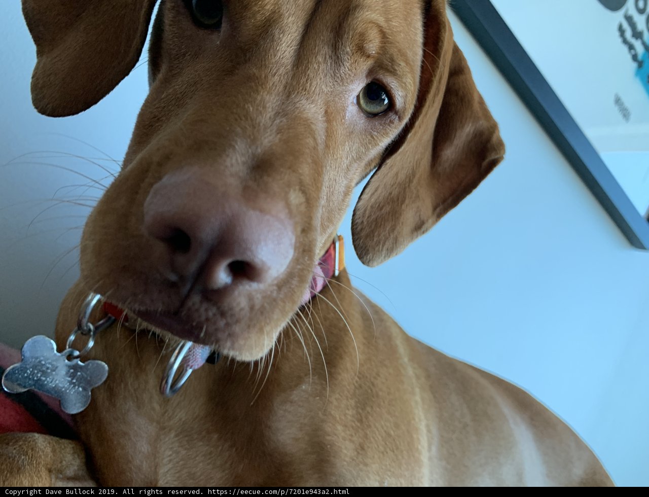 Stylish Canine Accessory