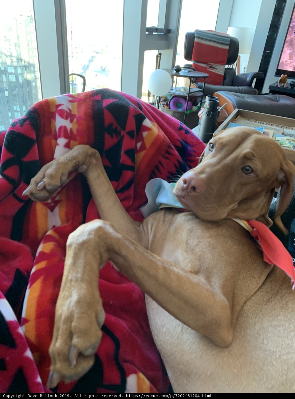 Relaxing Vizsla in Cozy Home