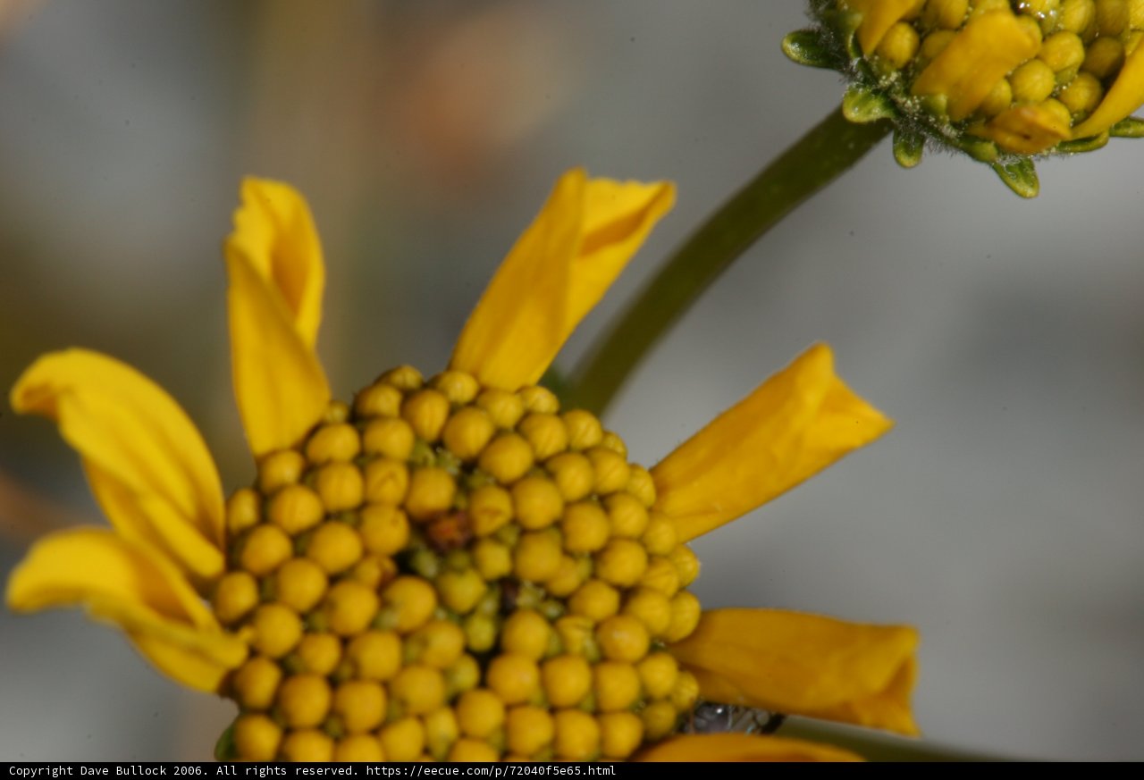 Sunshine Daisy