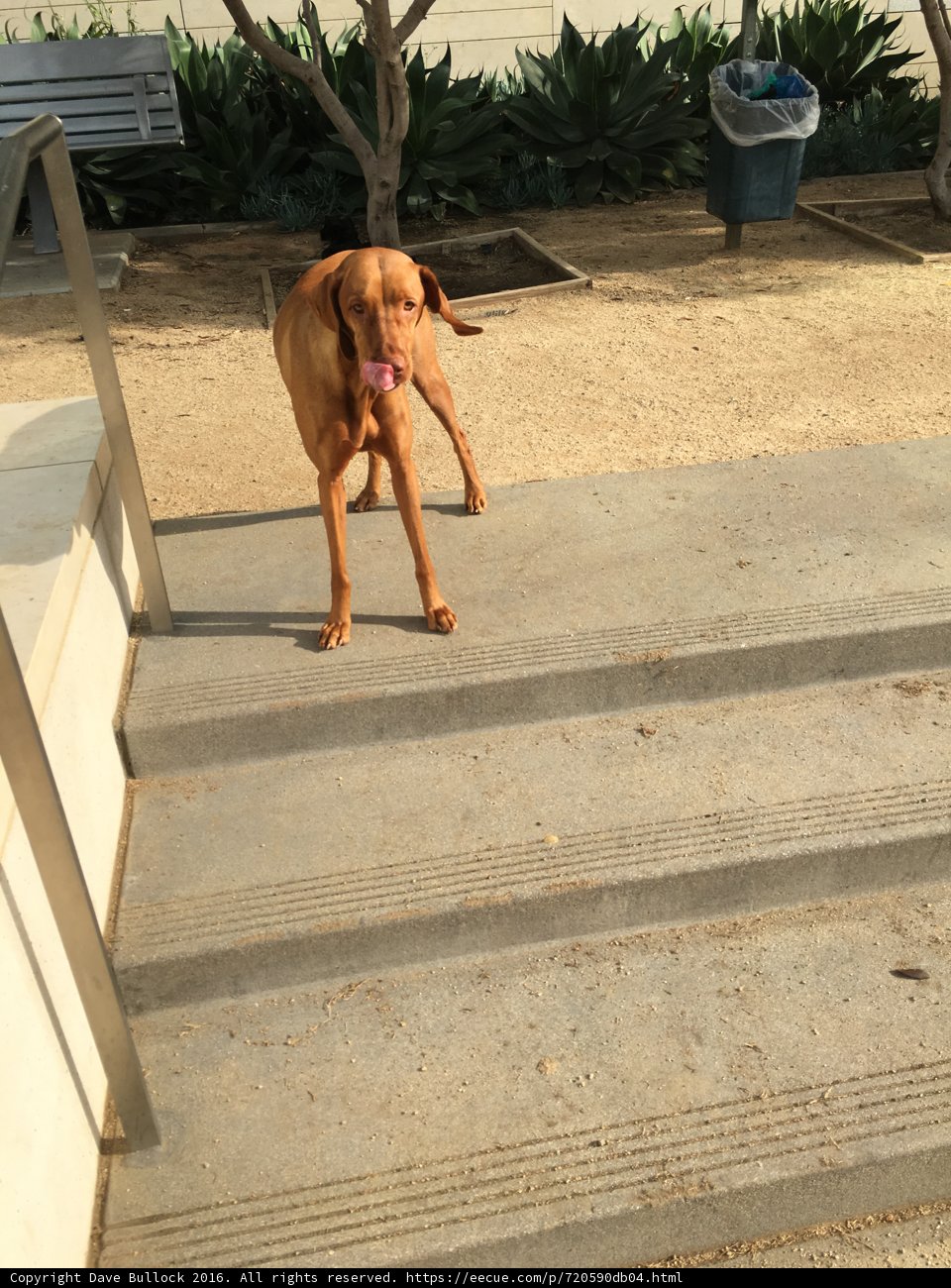 Furry Friend at LAPD Building