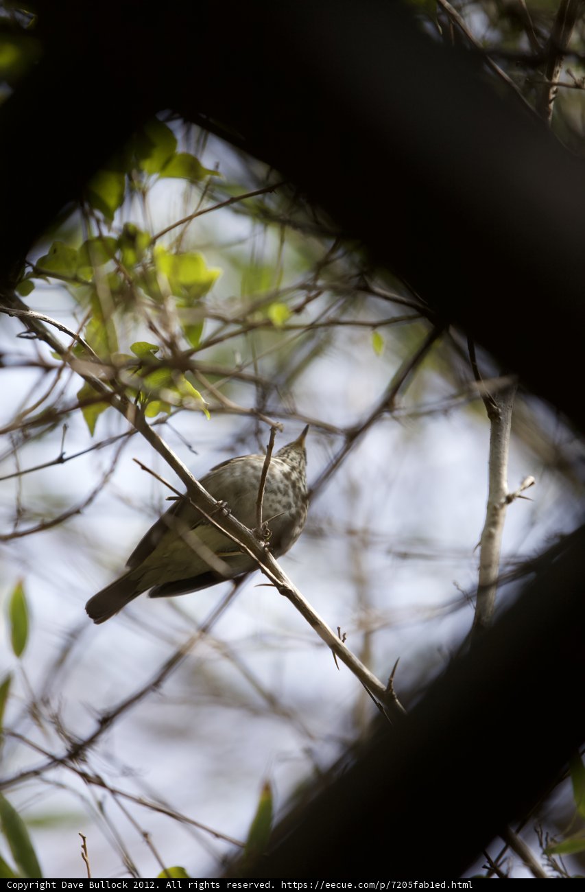 Sparrow's Refuge