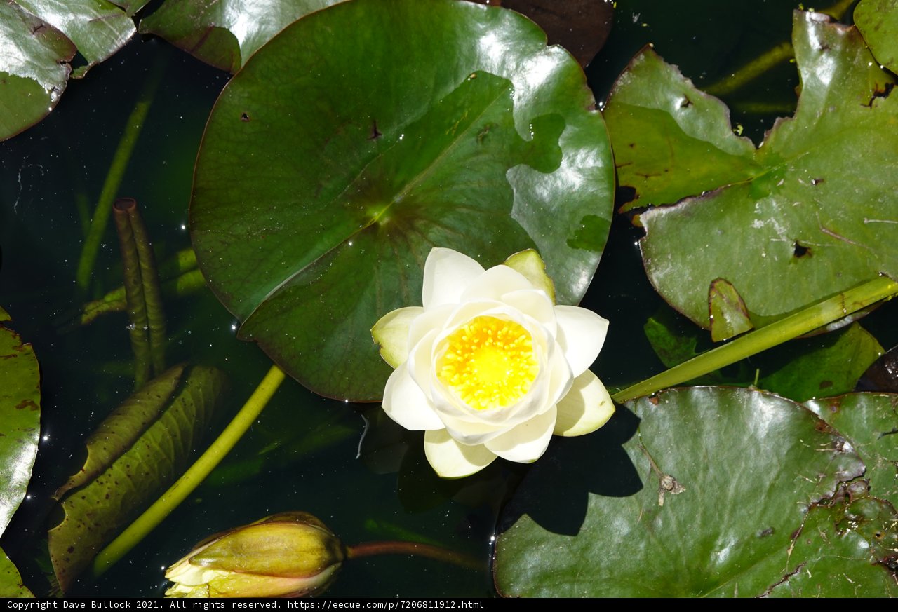 Serenity in the Pond